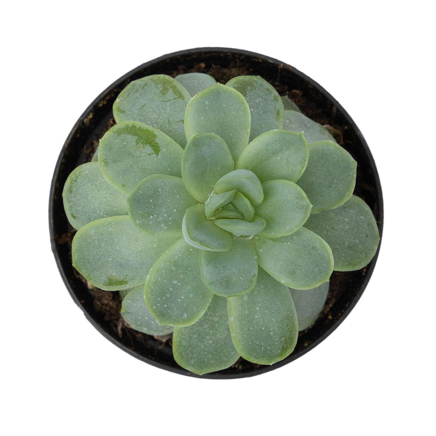 Растение ЕТК Суккуленты D7 в ассортименте - фото 8