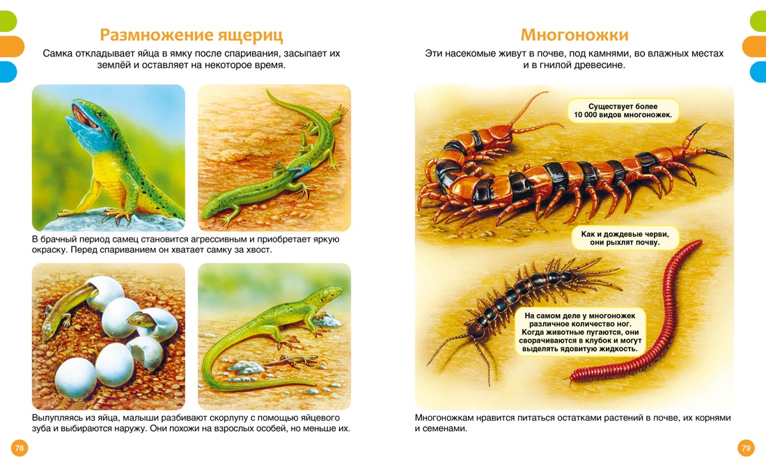 Книга Махаон ТПЭ. Дельфур Ж., Бомон Э. Животные-малютки - фото 9