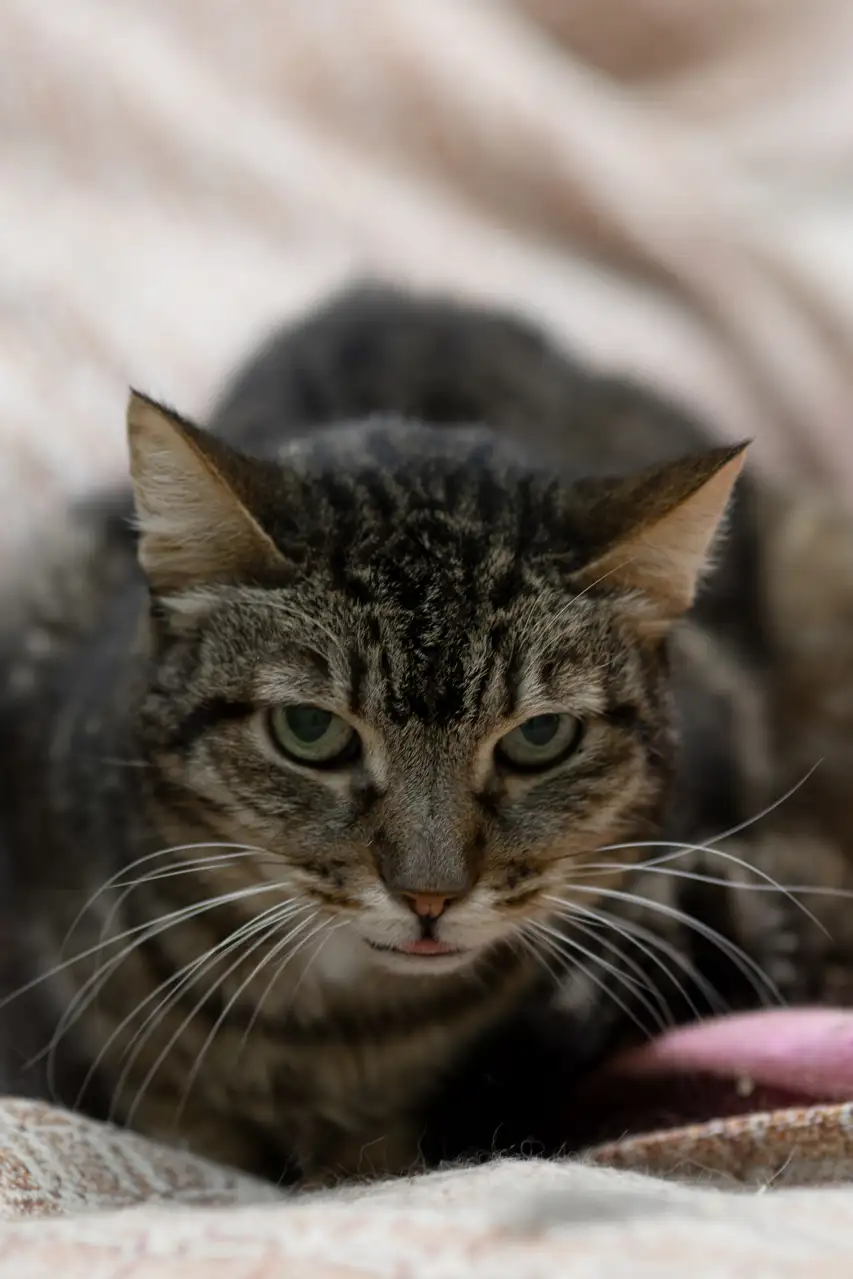 Кошка Ия - фото 5