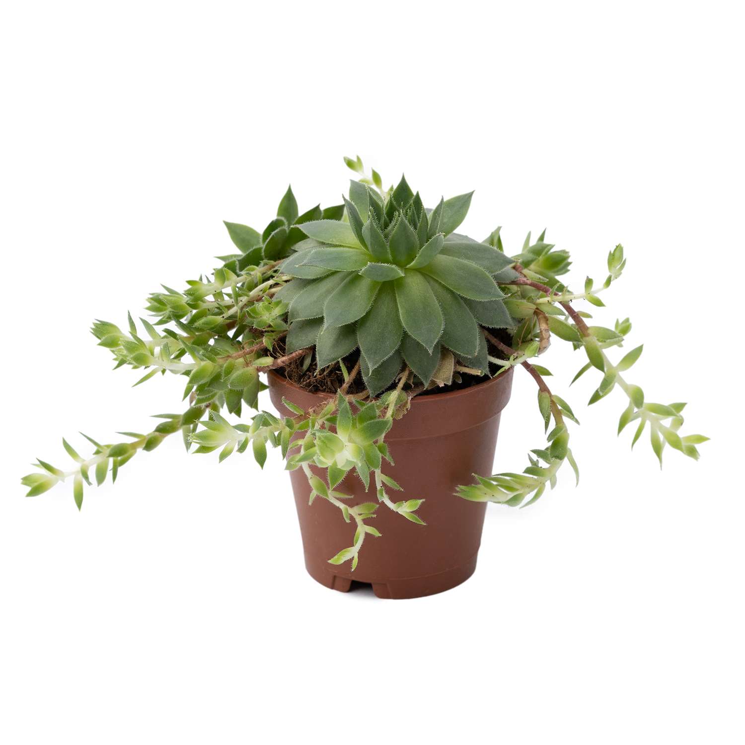 Растение ЕТК Суккуленты D5.5 в ассортименте - фото 9