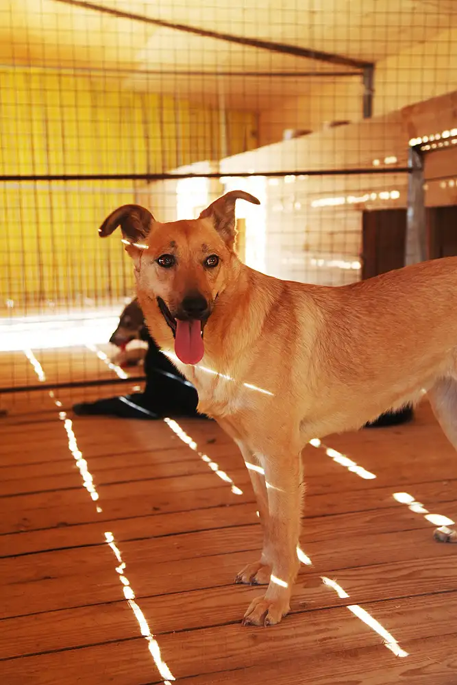 Собака Лесси - фото 4