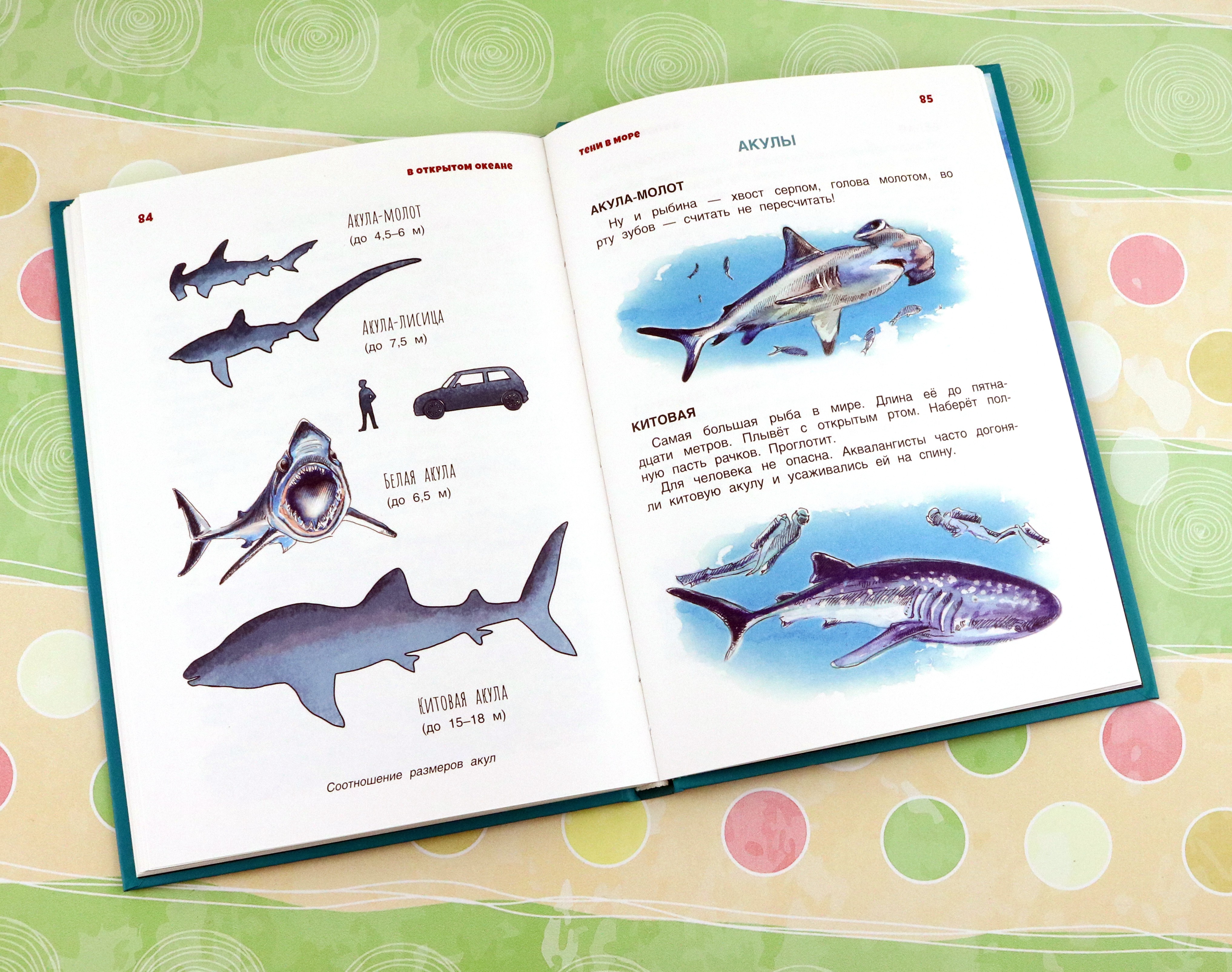 Книга Качели В мире дельфина и осьминога - фото 10