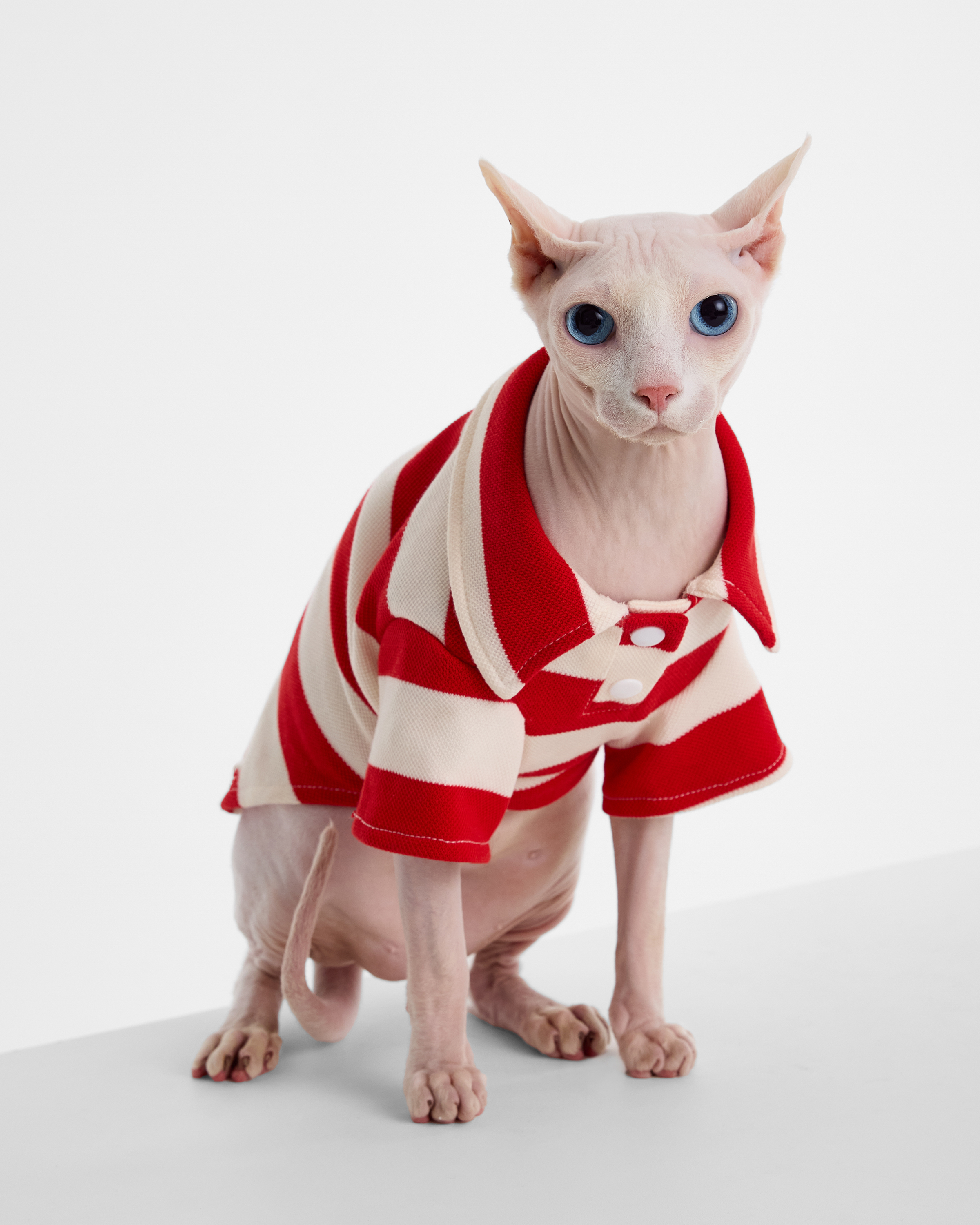 Поло для собак и кошек Зоозавр - фото 10