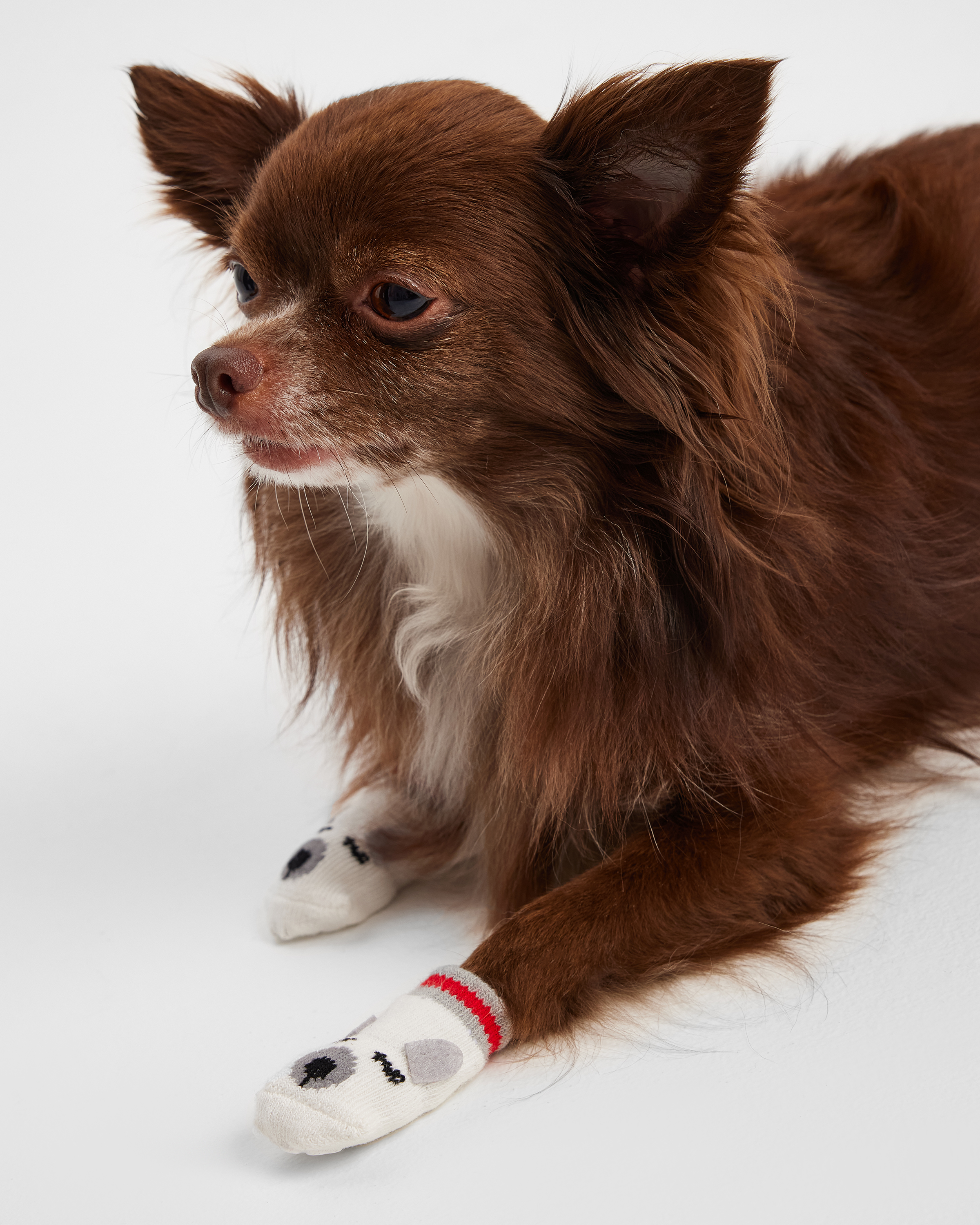 Носочки для собак и кошек Зоозавр 4 шт - фото 2