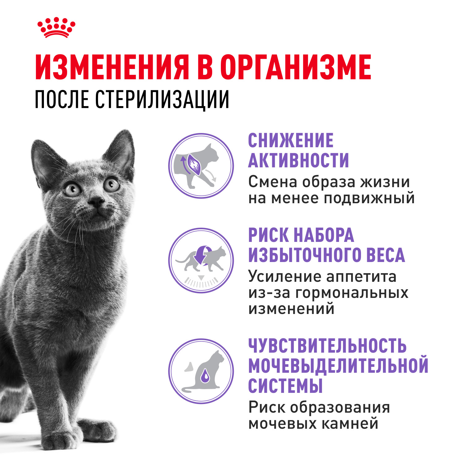 Корм сухой ROYAL CANIN Sterilised 37 4кг для стерилизованных кошек - фото 2