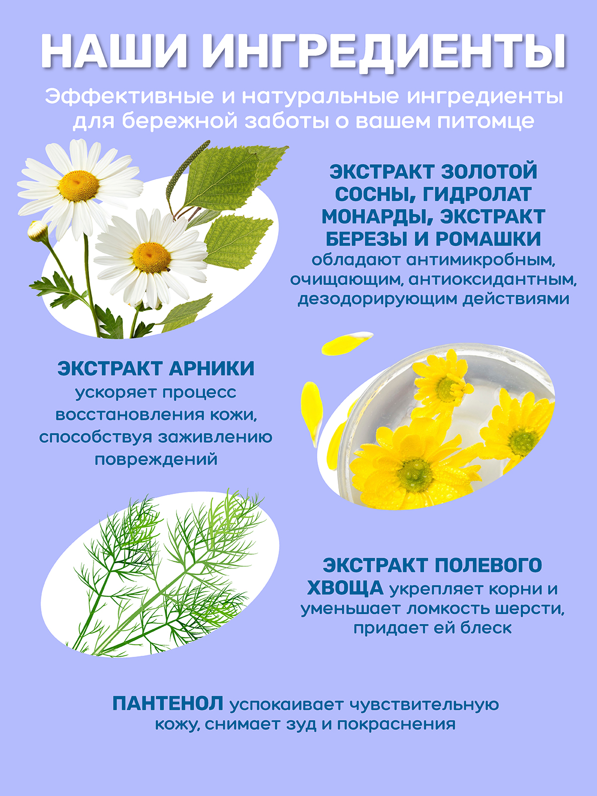 Шампунь для собак и кошек ZOORIK антибактериальный защита от микробов с экстрактом золотой сосны 500 мл - фото 7