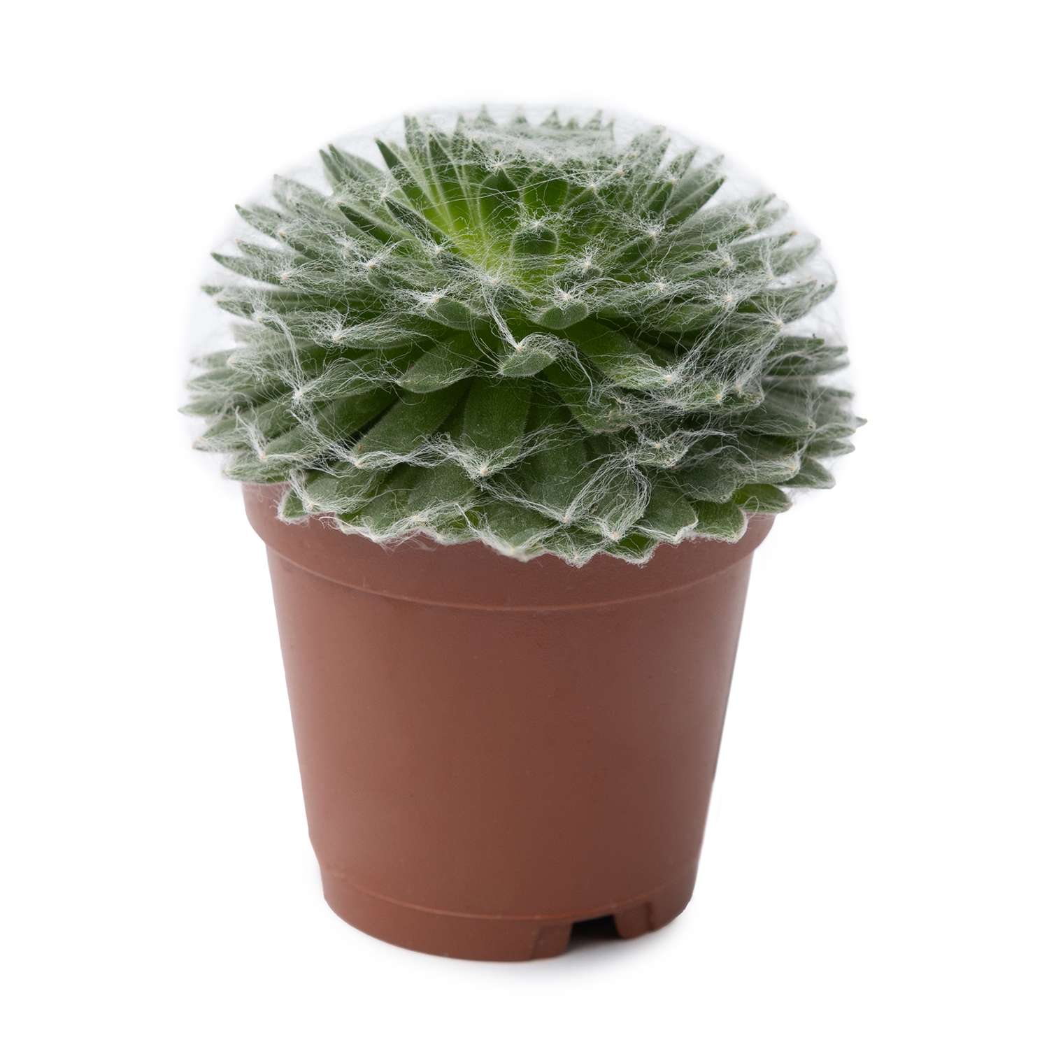 Растение ЕТК Суккуленты D5.5 в ассортименте - фото 3