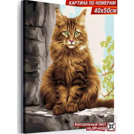 Картина по номерам Hobby Paint Мейн-кун в ассортименте