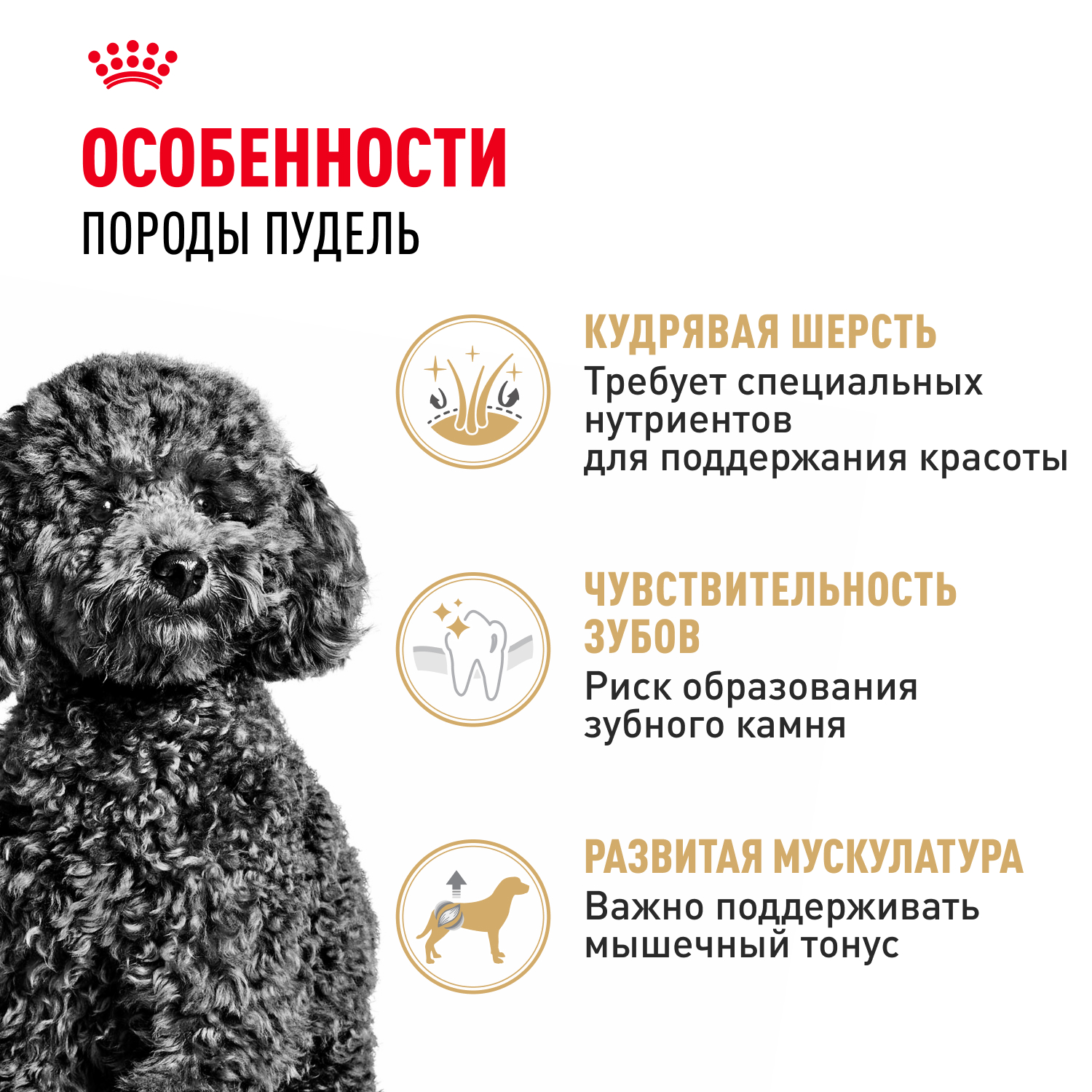 Корм для собак ROYAL CANIN Poodle Adult Пудель Эдалт сухой для взрослых собак породы пудель 1.5кг - фото 2