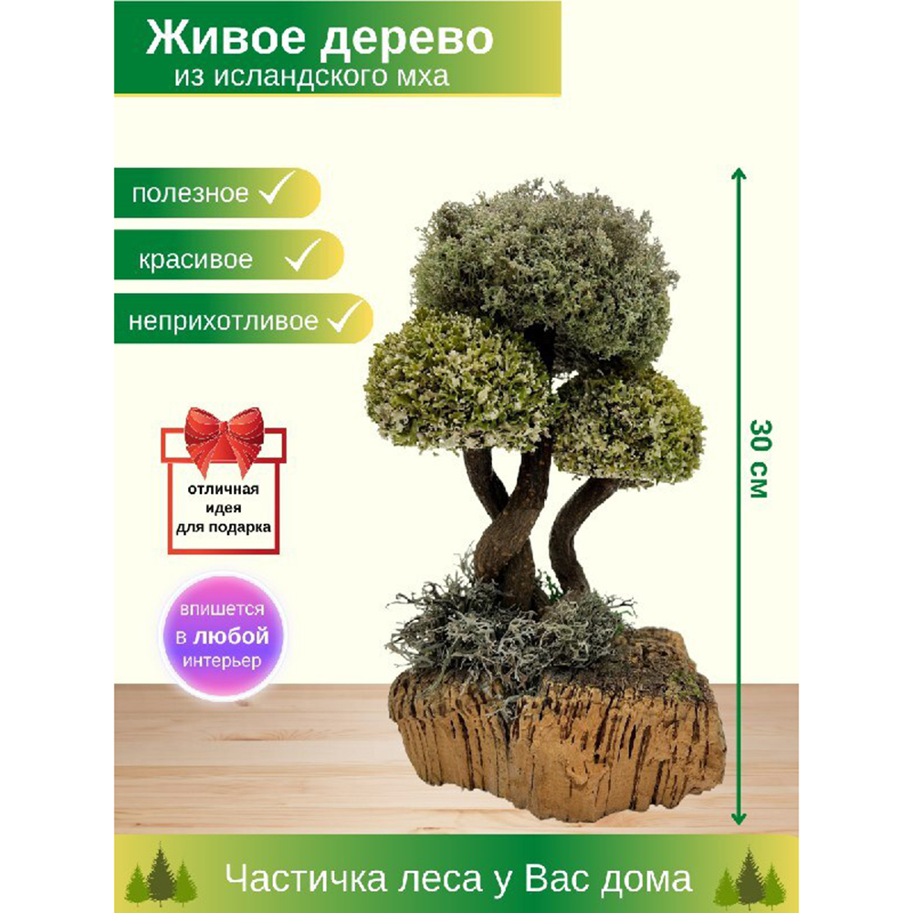Живое дерево из цетрарии Cetraria Исландская 30 см - фото 2