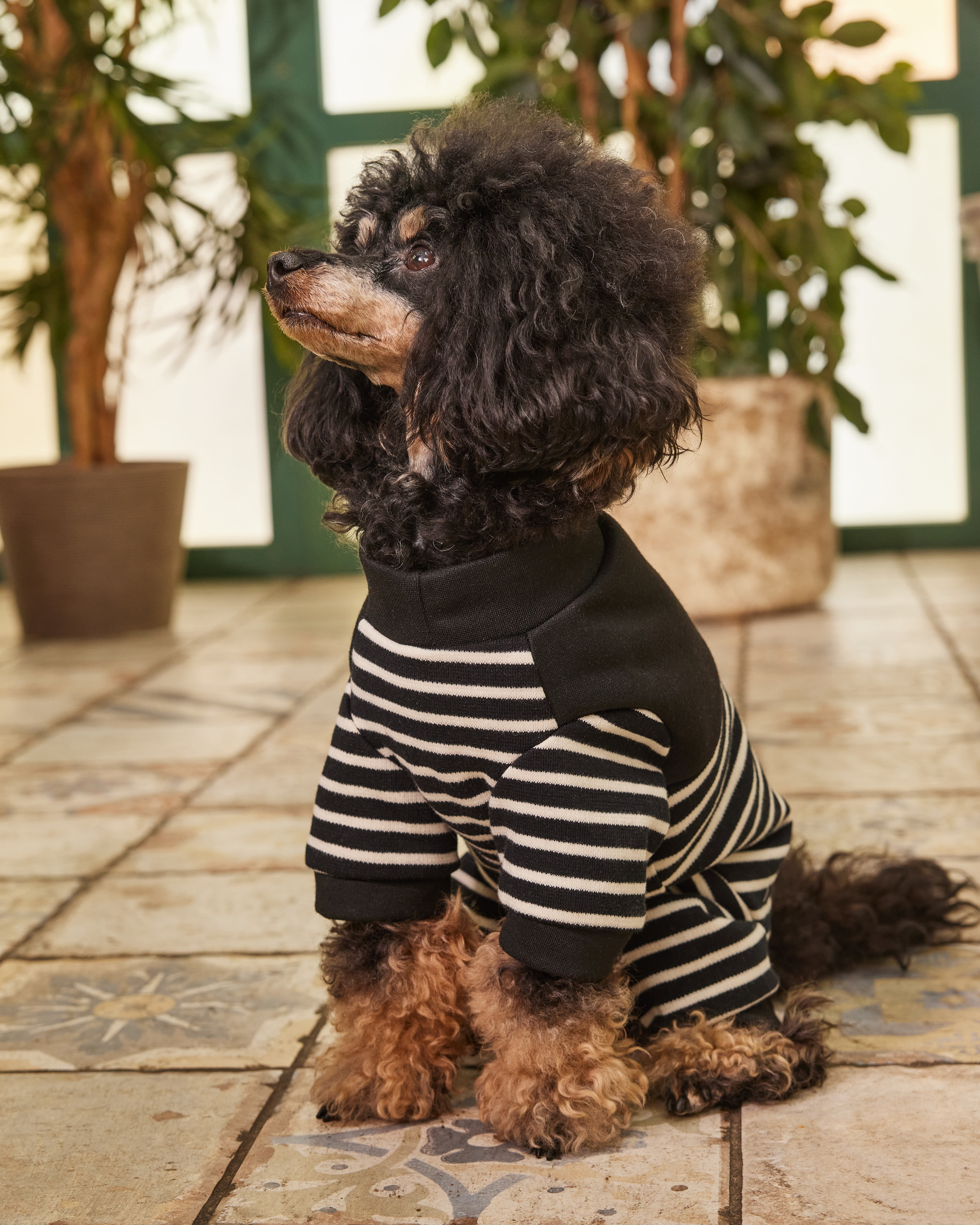 Комбинезон для собак и кошек Зоозавр - фото 12