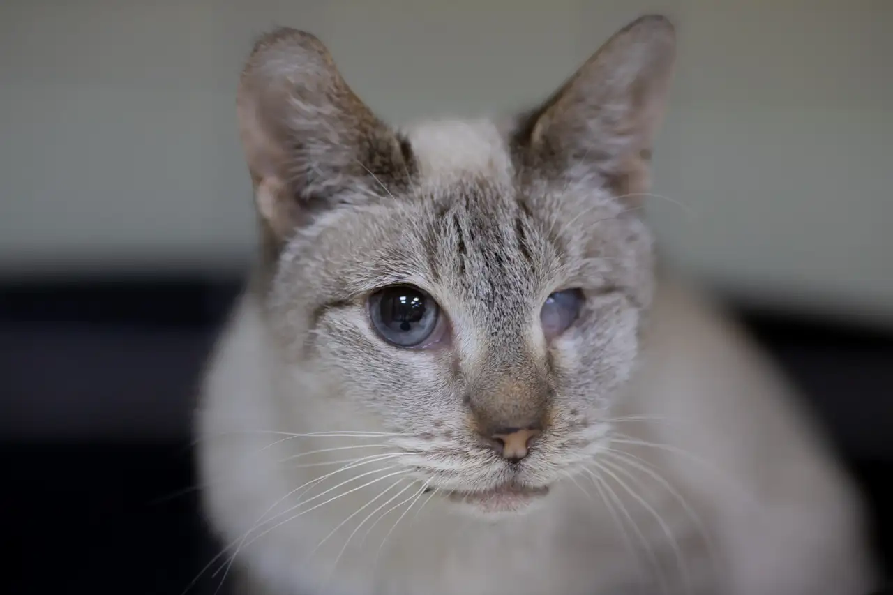 Кошка Ахен - фото 2