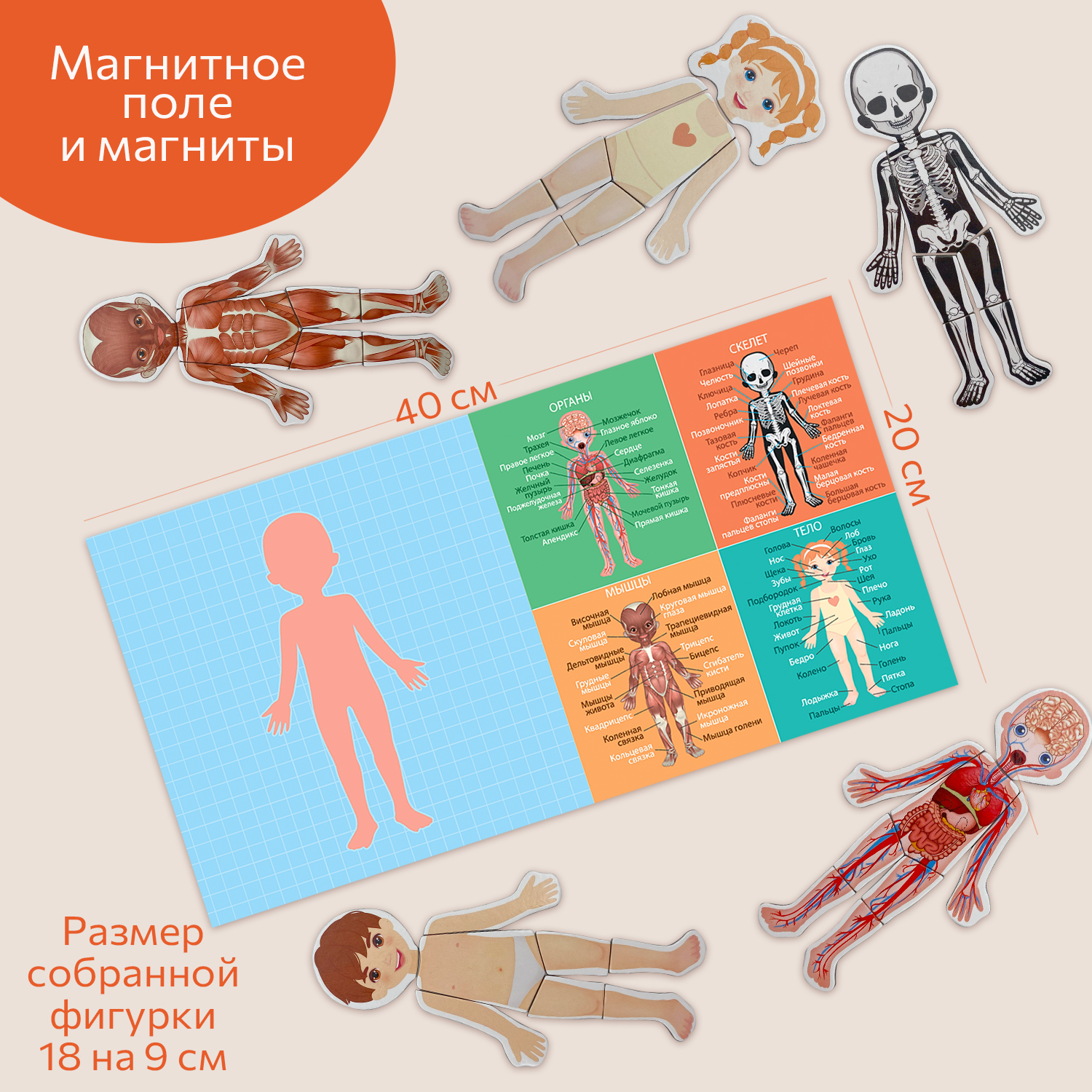 Настольная игра Бигр Тело человека - фото 5