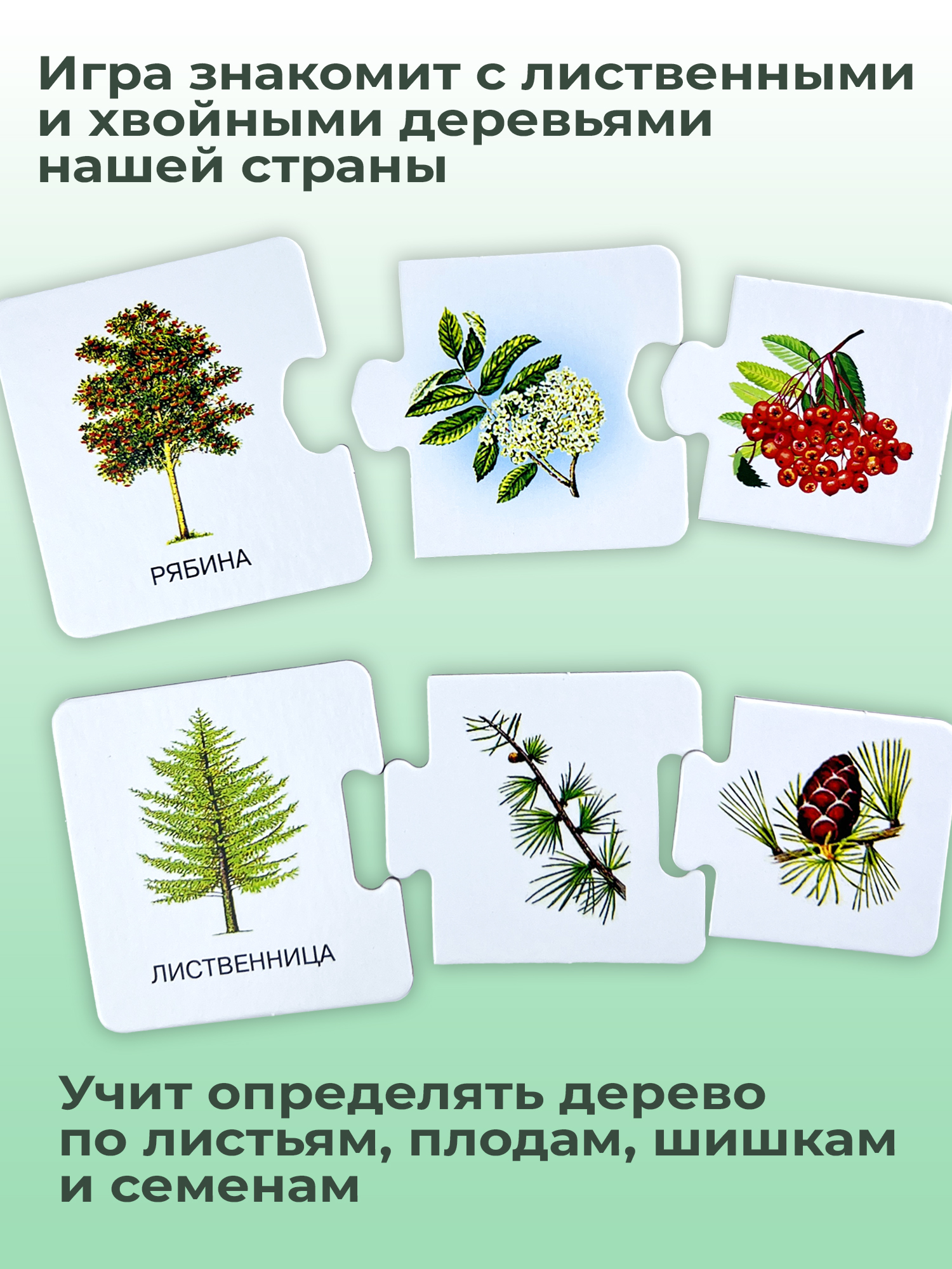 Развивающая игра Дрофа-Медиа С какого дерева листок 2896 - фото 2