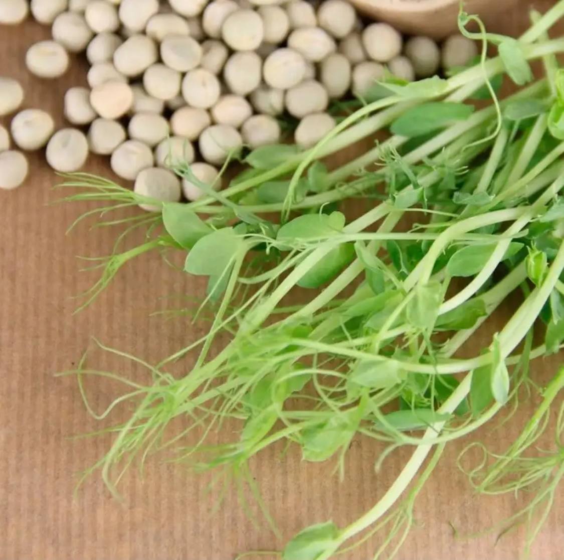 Семена для микрозелени Никольские ПроРостки горох зеленый - фото 3