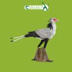 Фигурка Collecta Птица секретарь