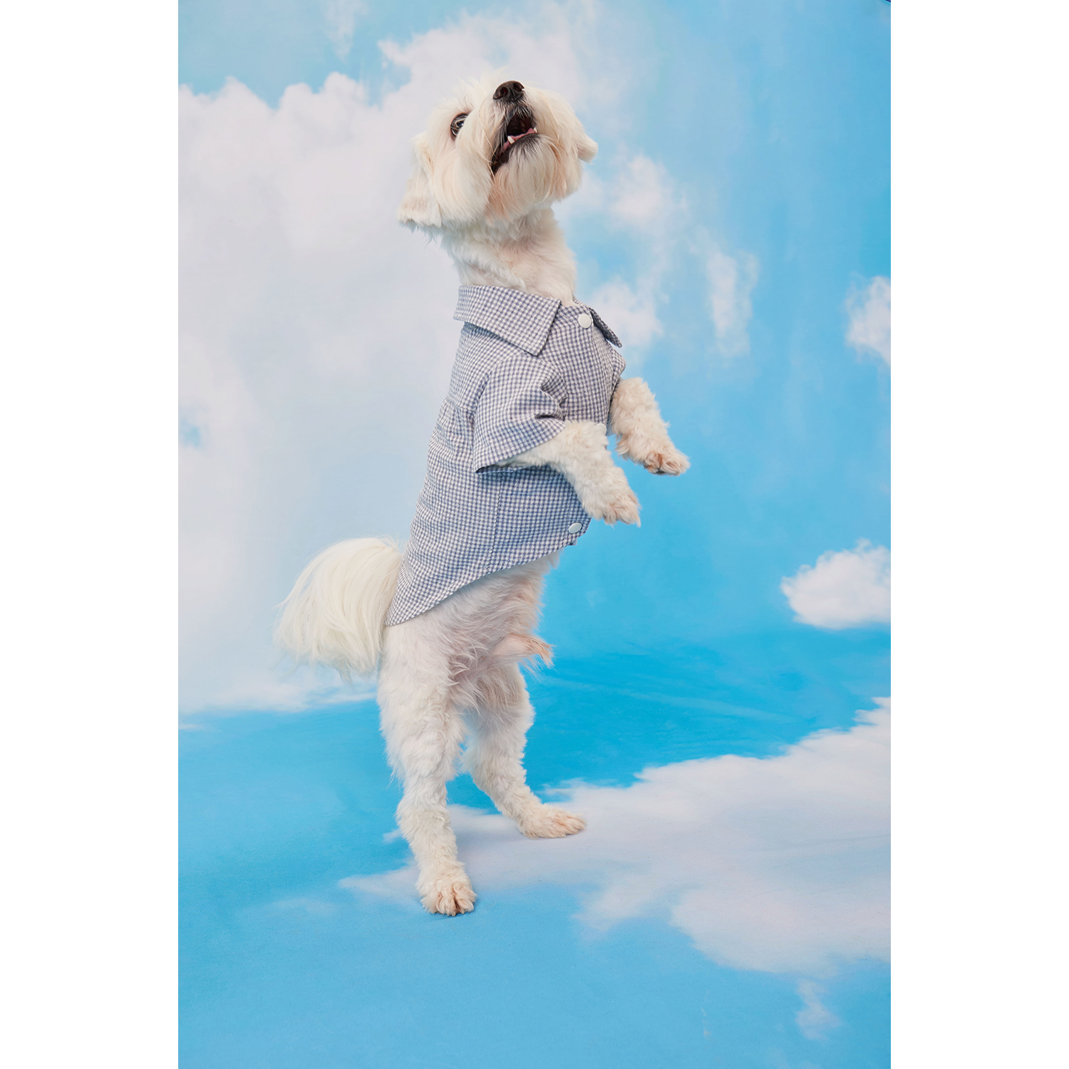 Рубашка для собак Зоозавр серая 35 - фото 9