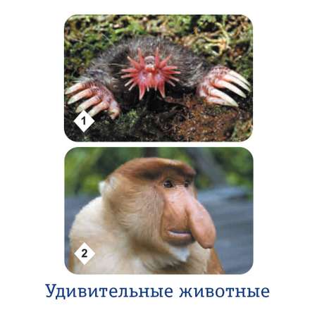 Настольная игра Нескучные игры Мемо