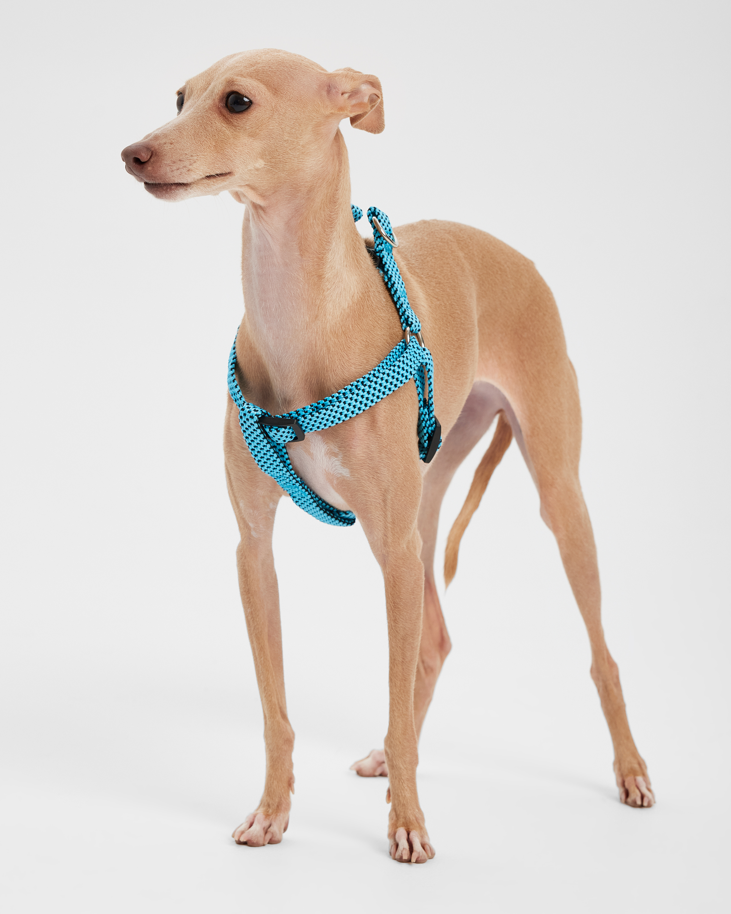 Шлейка для собак мелких пород Barbaks голубая с вкраплениями полиэстер S (1.5*25-40см) - фото 1