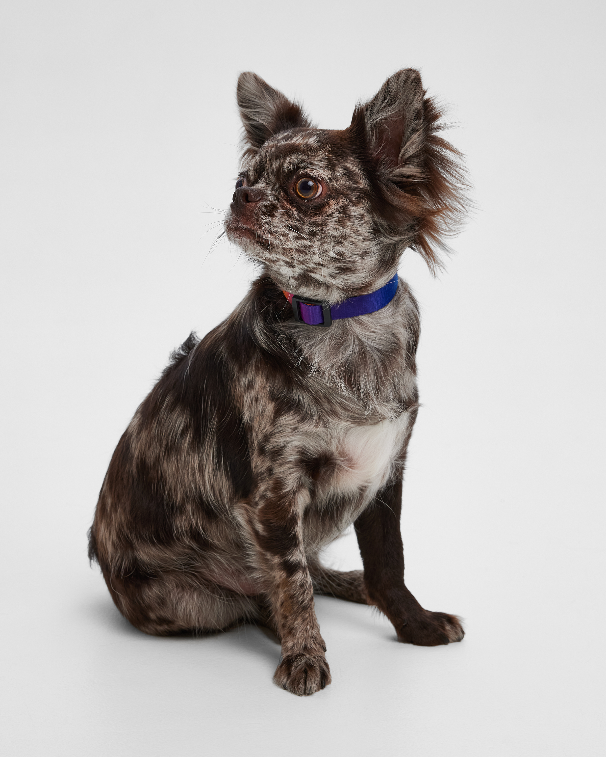 Ошейник для собак мелких пород Barbaks принт градиент полиэстер S (1.5*27-40см) - фото 6