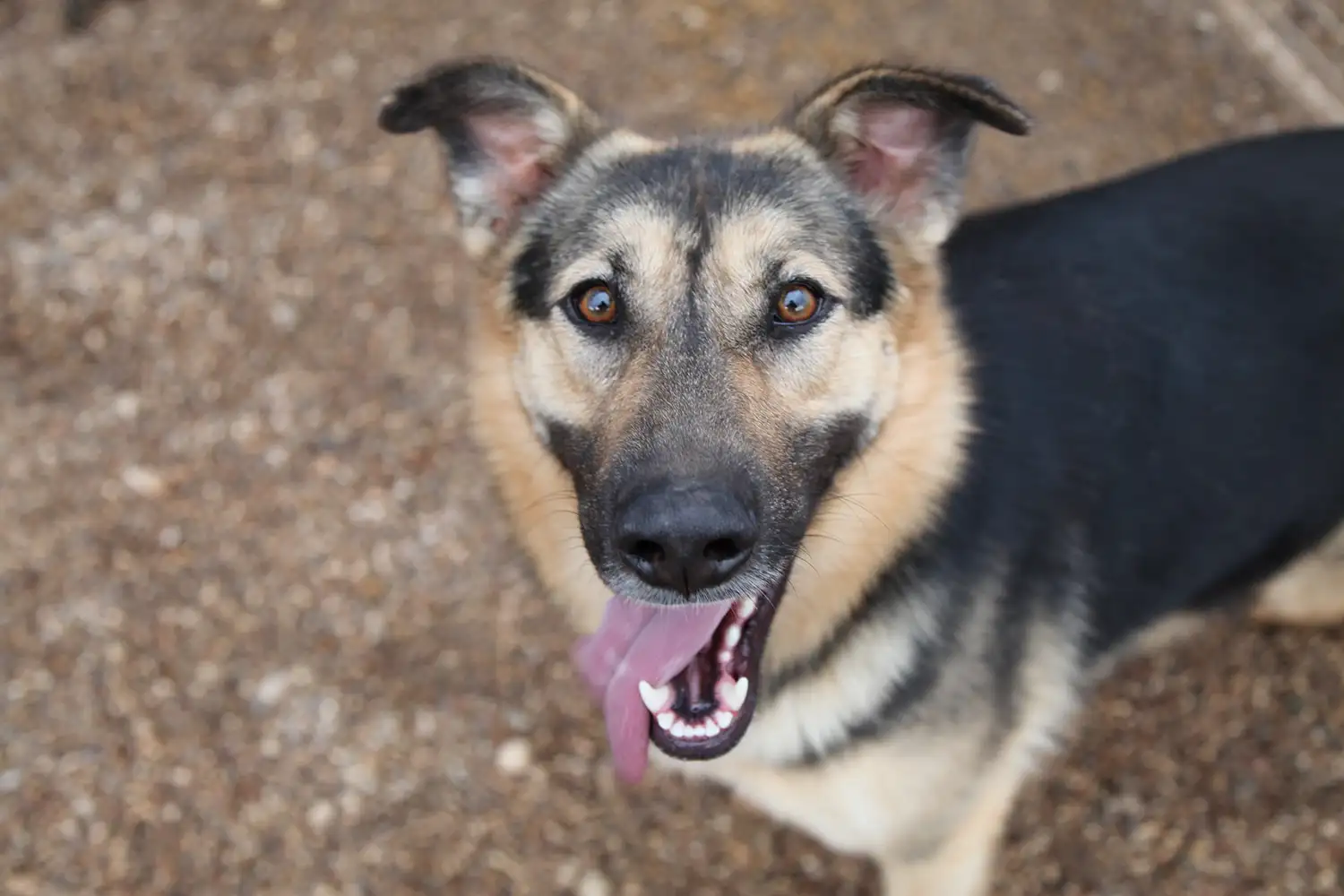 Собака Влада - фото 2