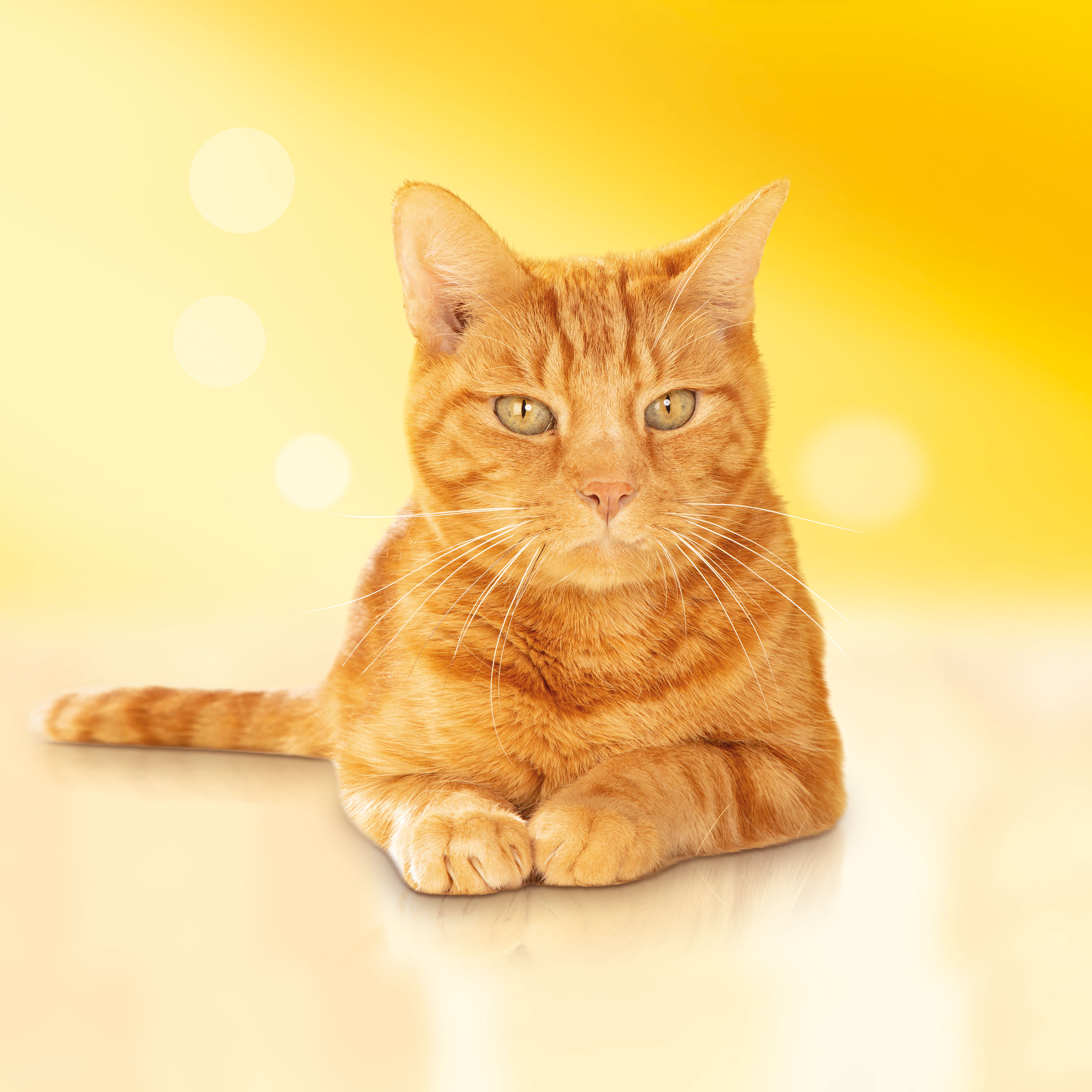 Корм для кошек Friskies с мясом курицей и полезными овощами сухой 75г - фото 9