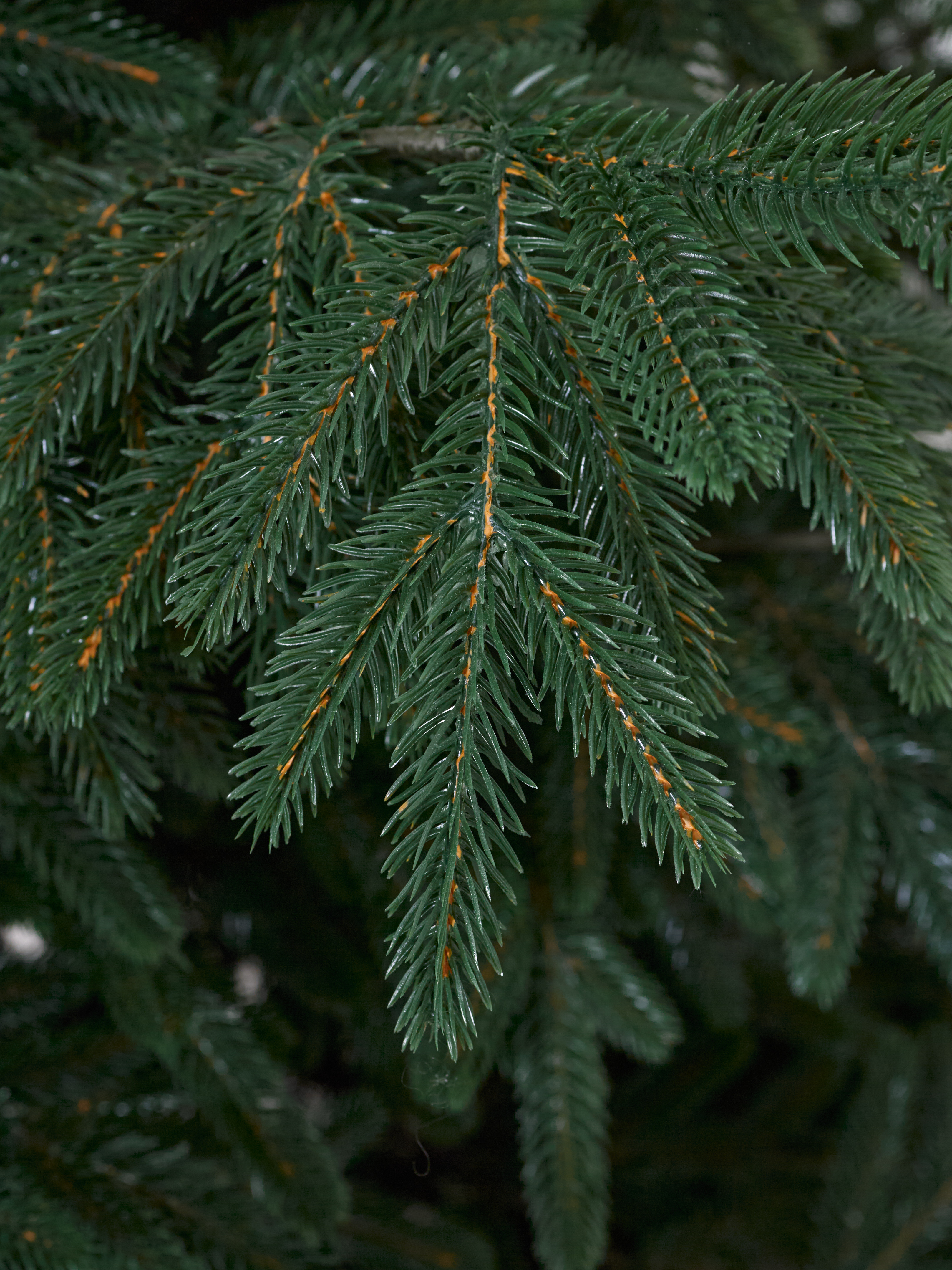 Искусственная ель Наша елка Якутская 1,8 м - фото 5
