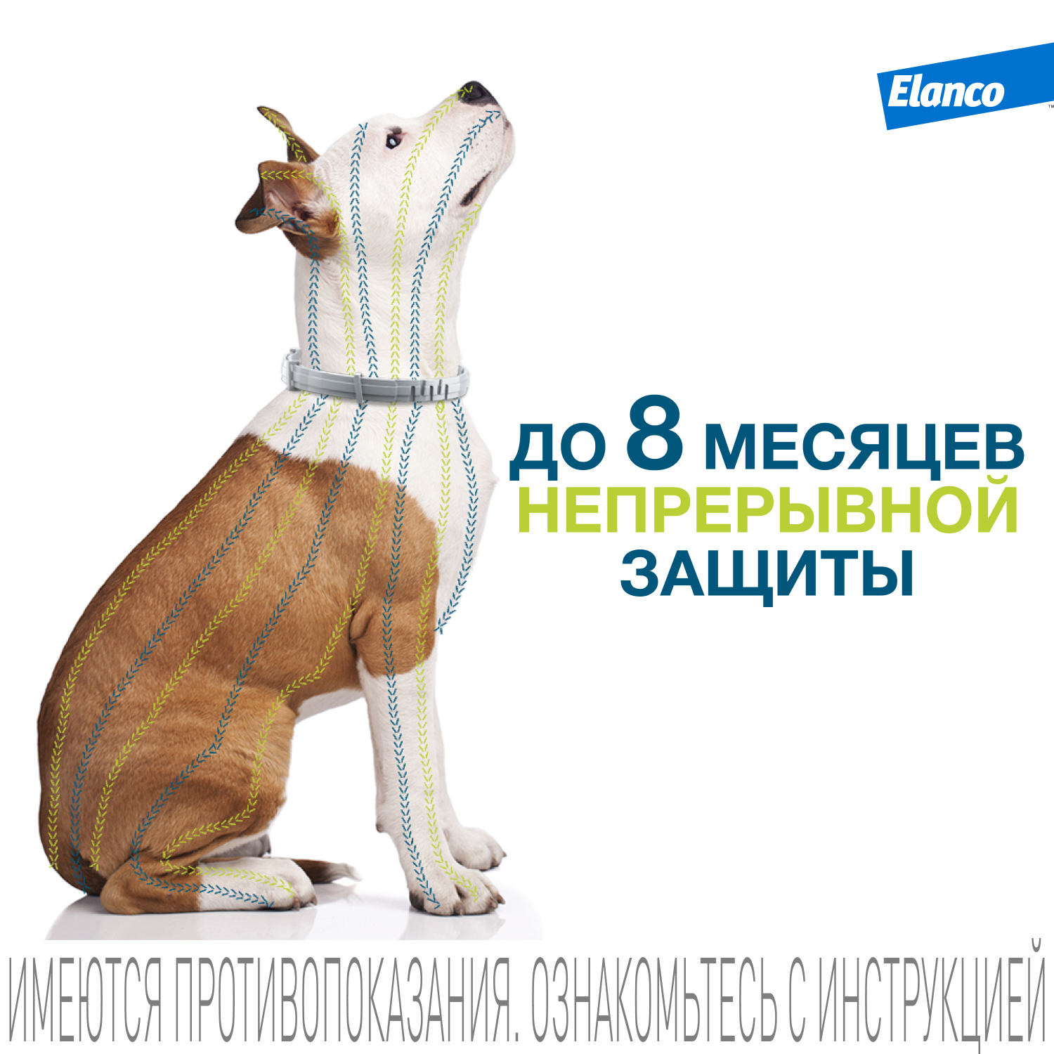 Ошейник для собак Elanco Foresto более 8кг от блох и клещей защита 8месяцев 70см 65494 - фото 7