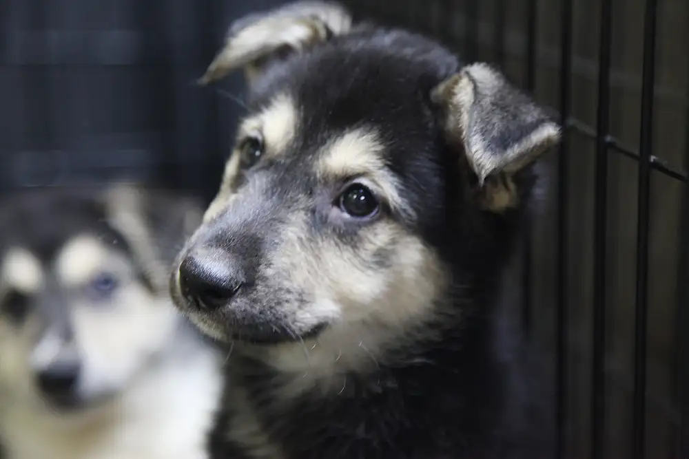 Собака Динна - фото 2