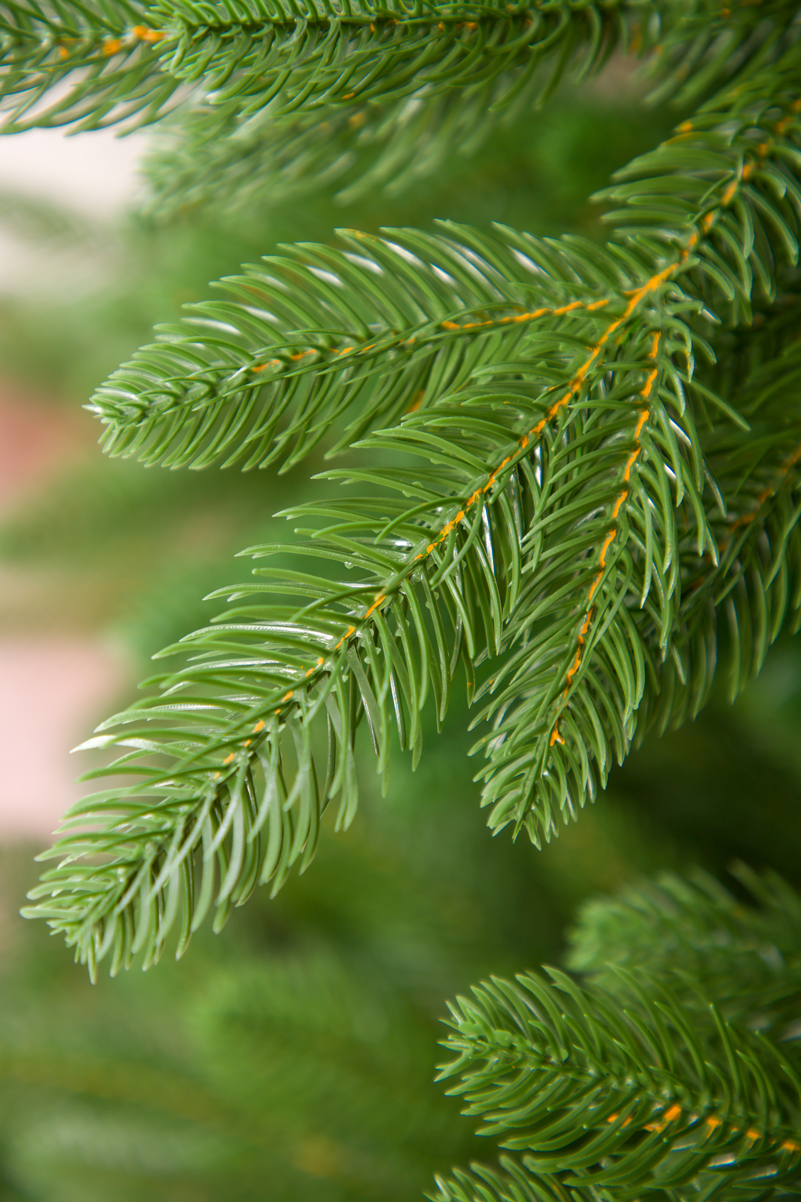 Ель Император Империя Ёлок 230 см - фото 5