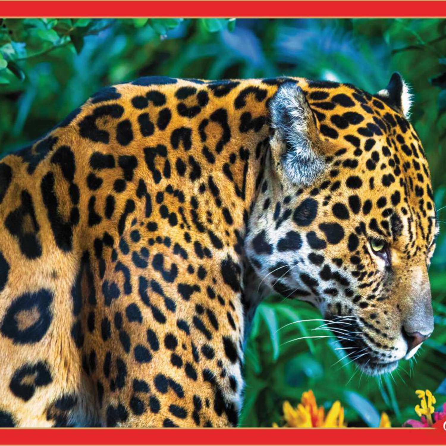 Пазл Рыжий кот Леопард 500 элементов классический - фото 1