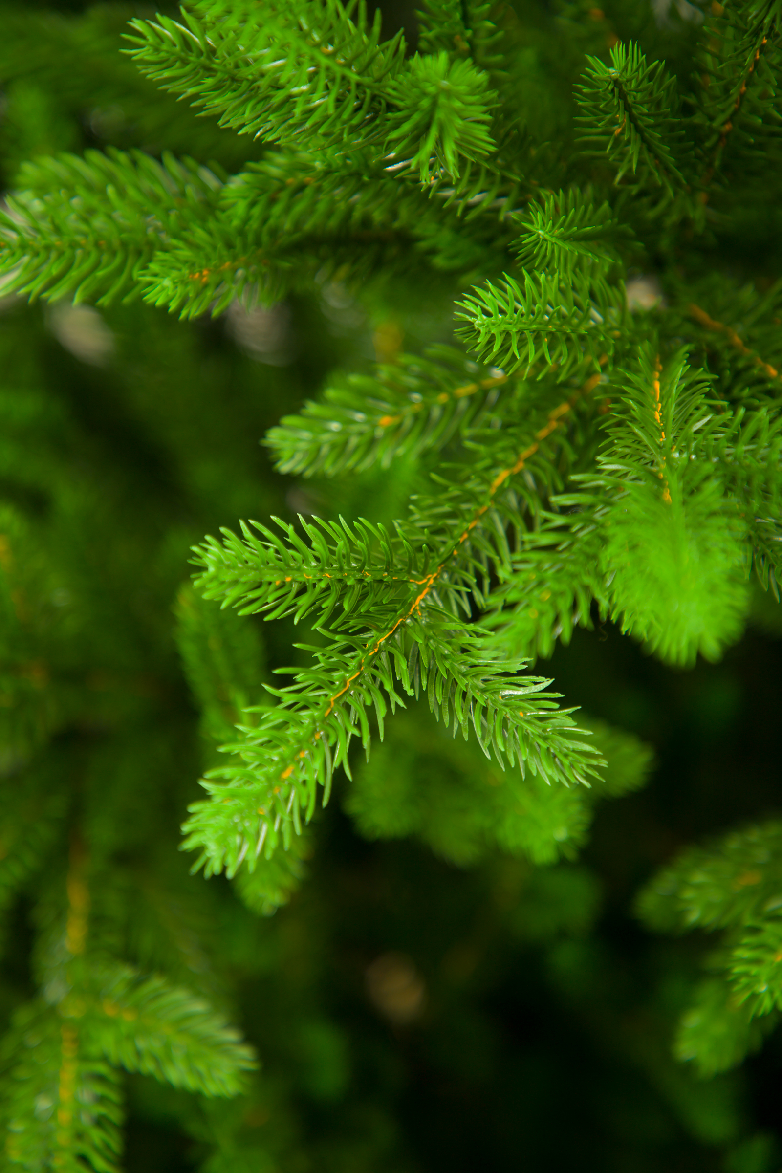 Ель Арфа Империя Ёлок 155 см - фото 9