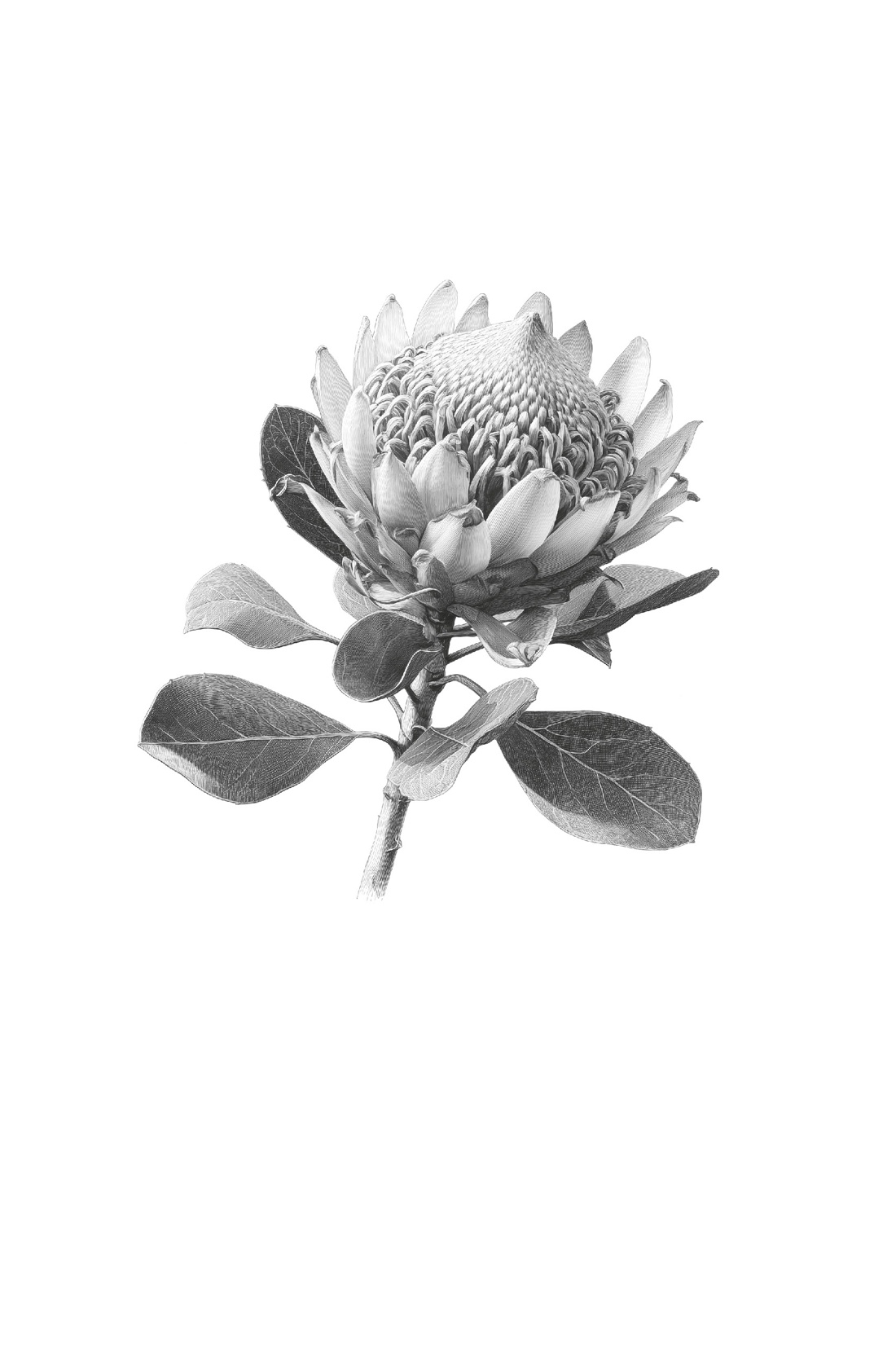 Книга АЗБУКА Суперпроект Ринглэнд Х Потерянные цветы Элис Харт - фото 13