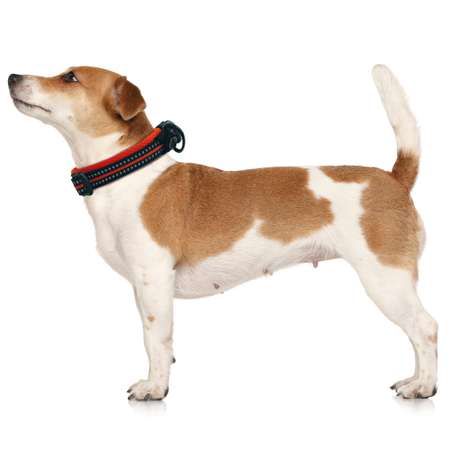 Ошейник для собак M-Pets S Оранжевый-Черный 10817299