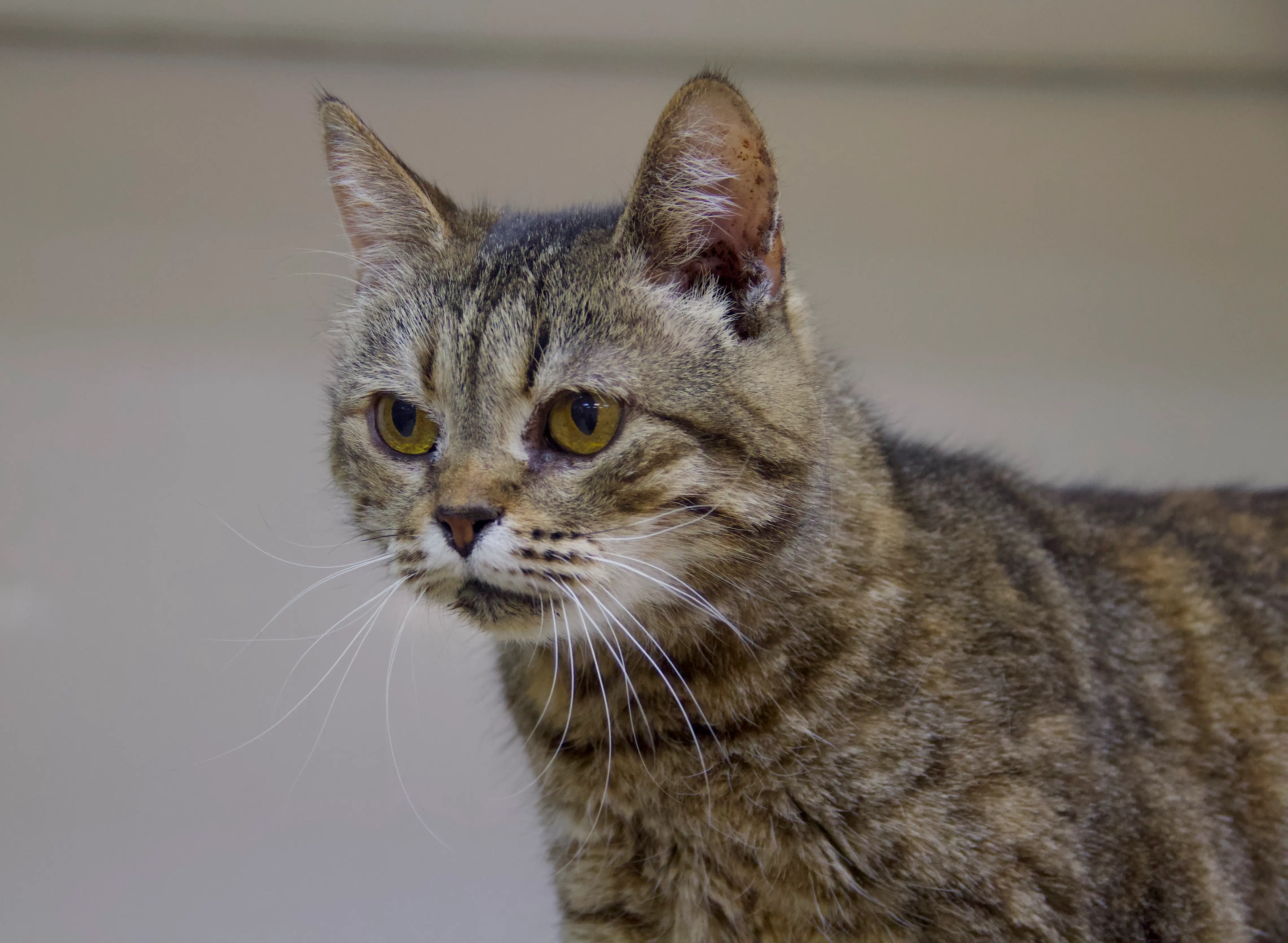 Кошка Матушка - фото 5