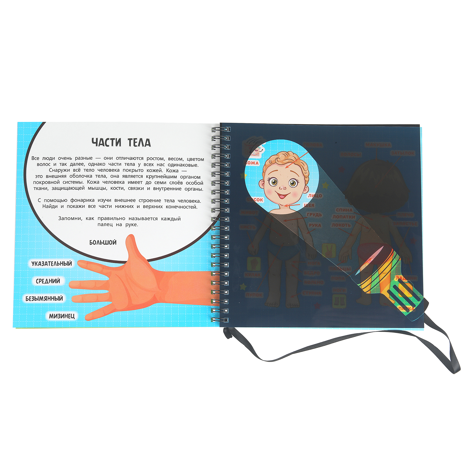 Книга Изучаем тело человека с фонариком - фото 4