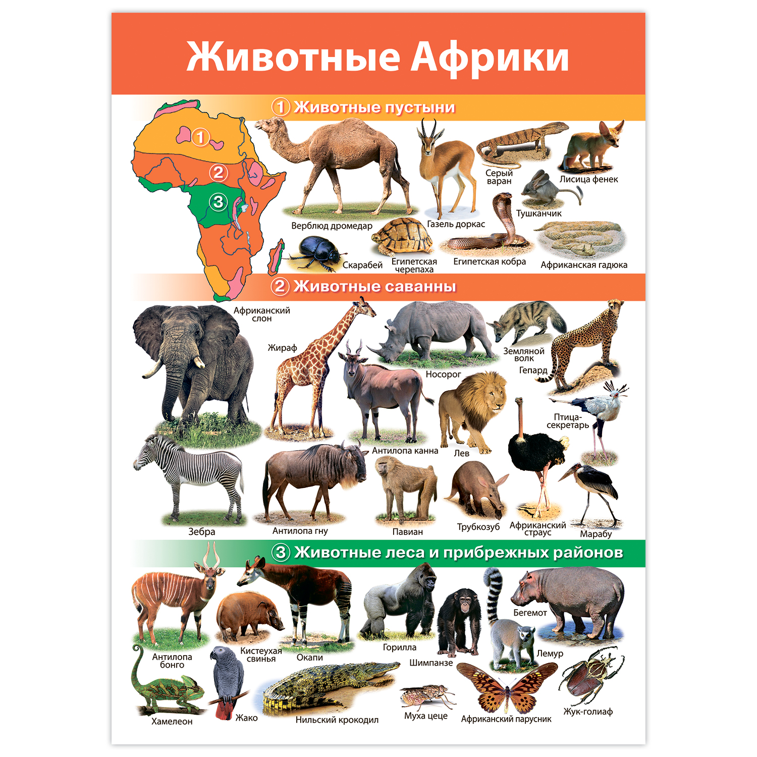 Настольная игра Дрофа-Медиа - фото 2