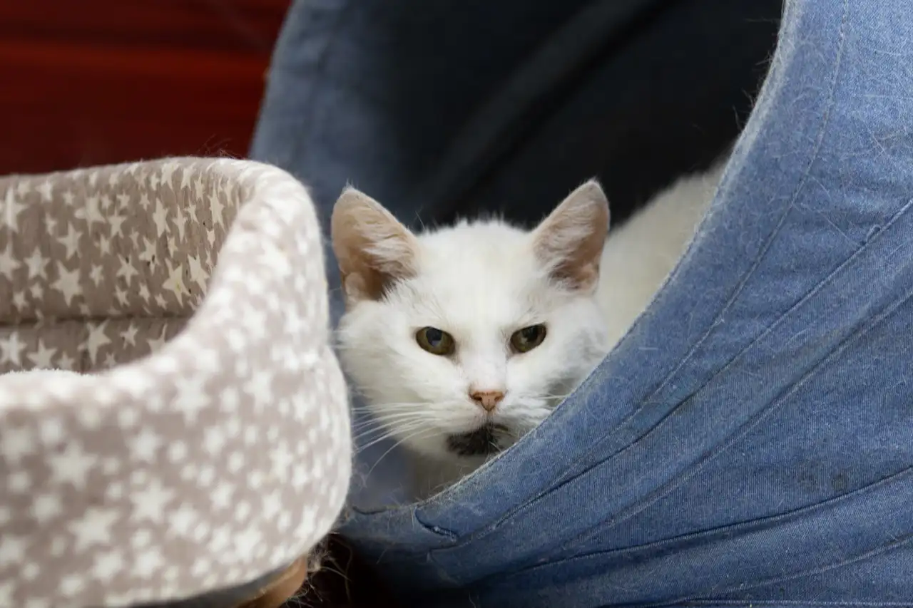 Кошка Брунгильда - фото 5