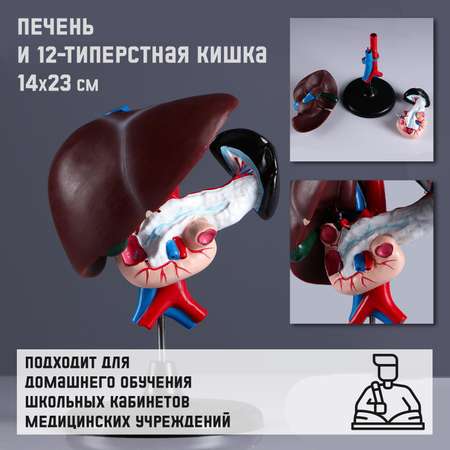 Наглядное пособие Sima-Land