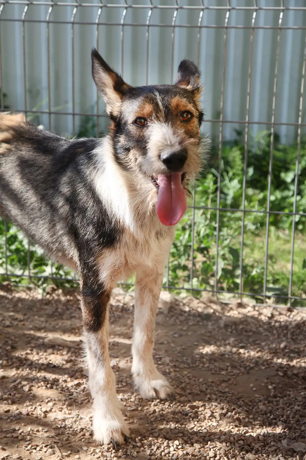 Собака Виола - фото 4