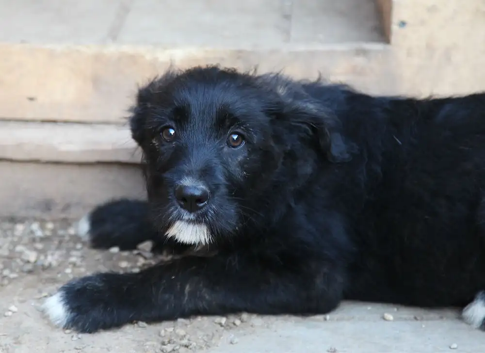 Собака Далина - фото 3