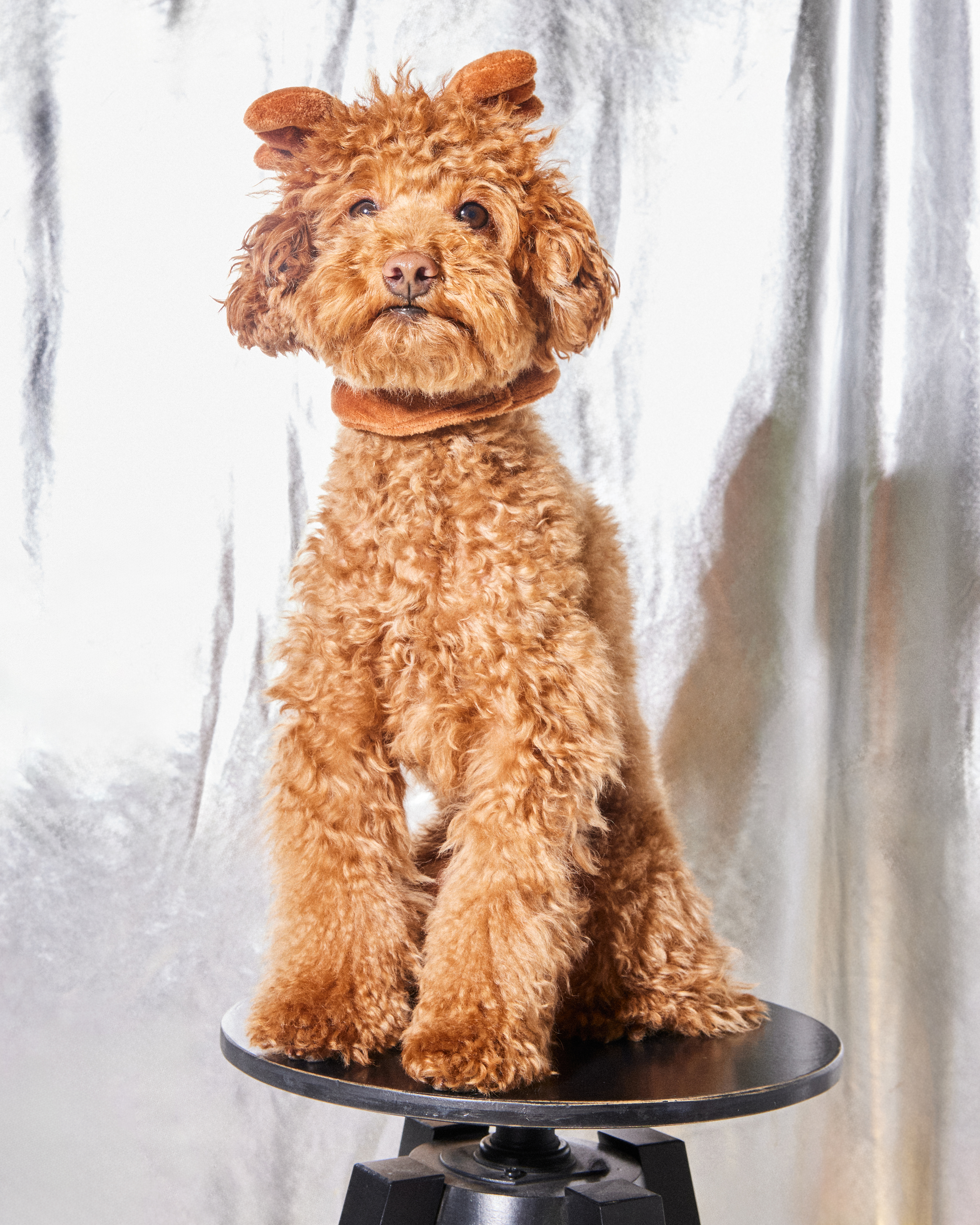 Шапка для собак и кошек Зоозавр - фото 10