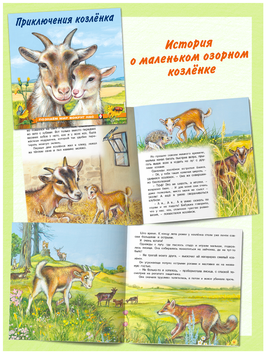 Комплект книг Фламинго Сказки для детей Рассказы о животных Приключения Лисенка Козленка Олененка Щенка - фото 5