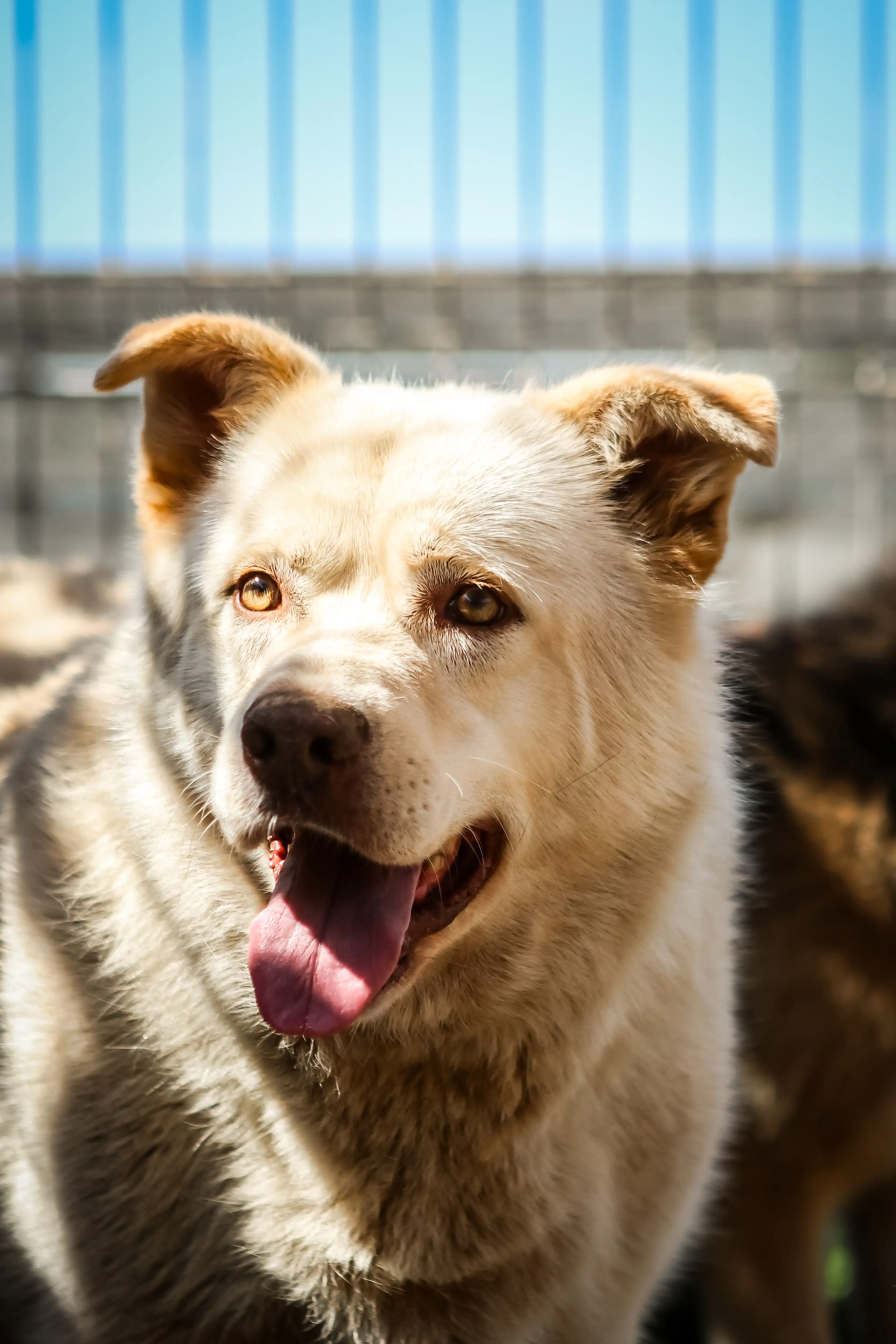 Собака Стив Мартин - фото 3