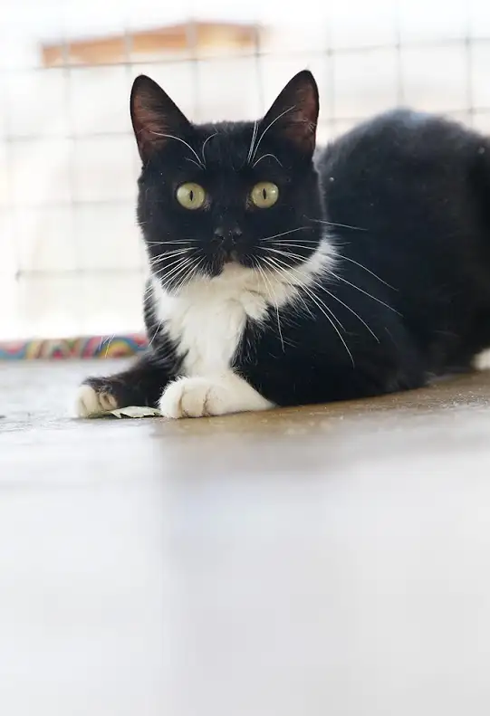 Кошка Молчунья - фото 2