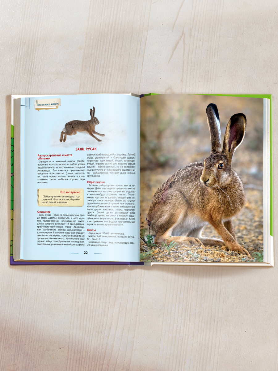 Книга Проф-Пресс Энциклопедия для детей. Кто в лесу живёт? - фото 7