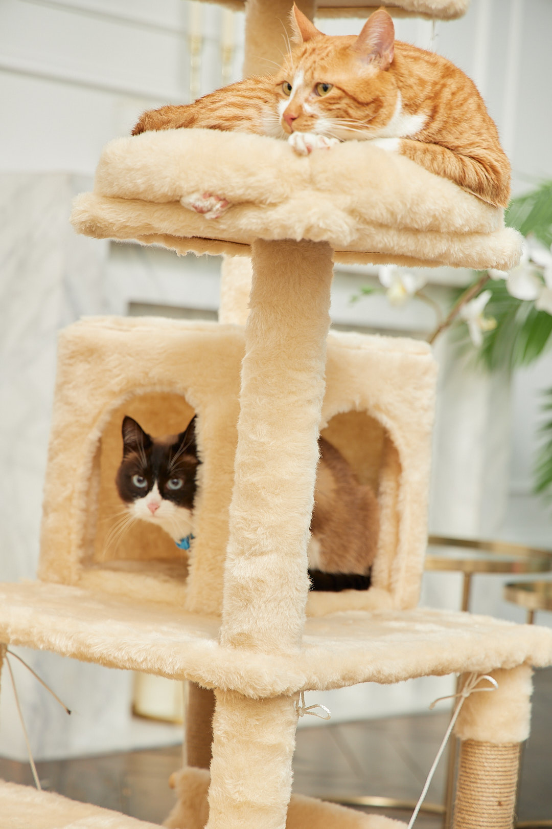 Игровой комплекс для кошек дом Pet БМФ Бежевый - фото 9