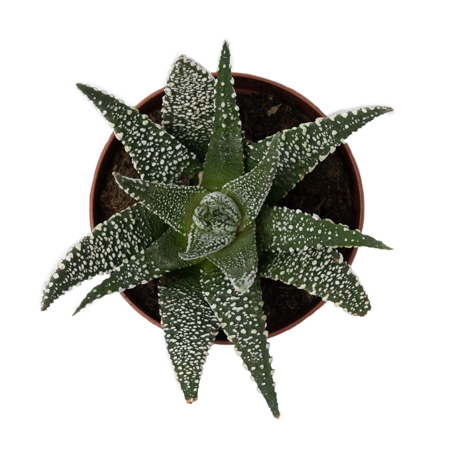 Растение ЕТК Суккуленты D5.5 в ассортименте - фото 20