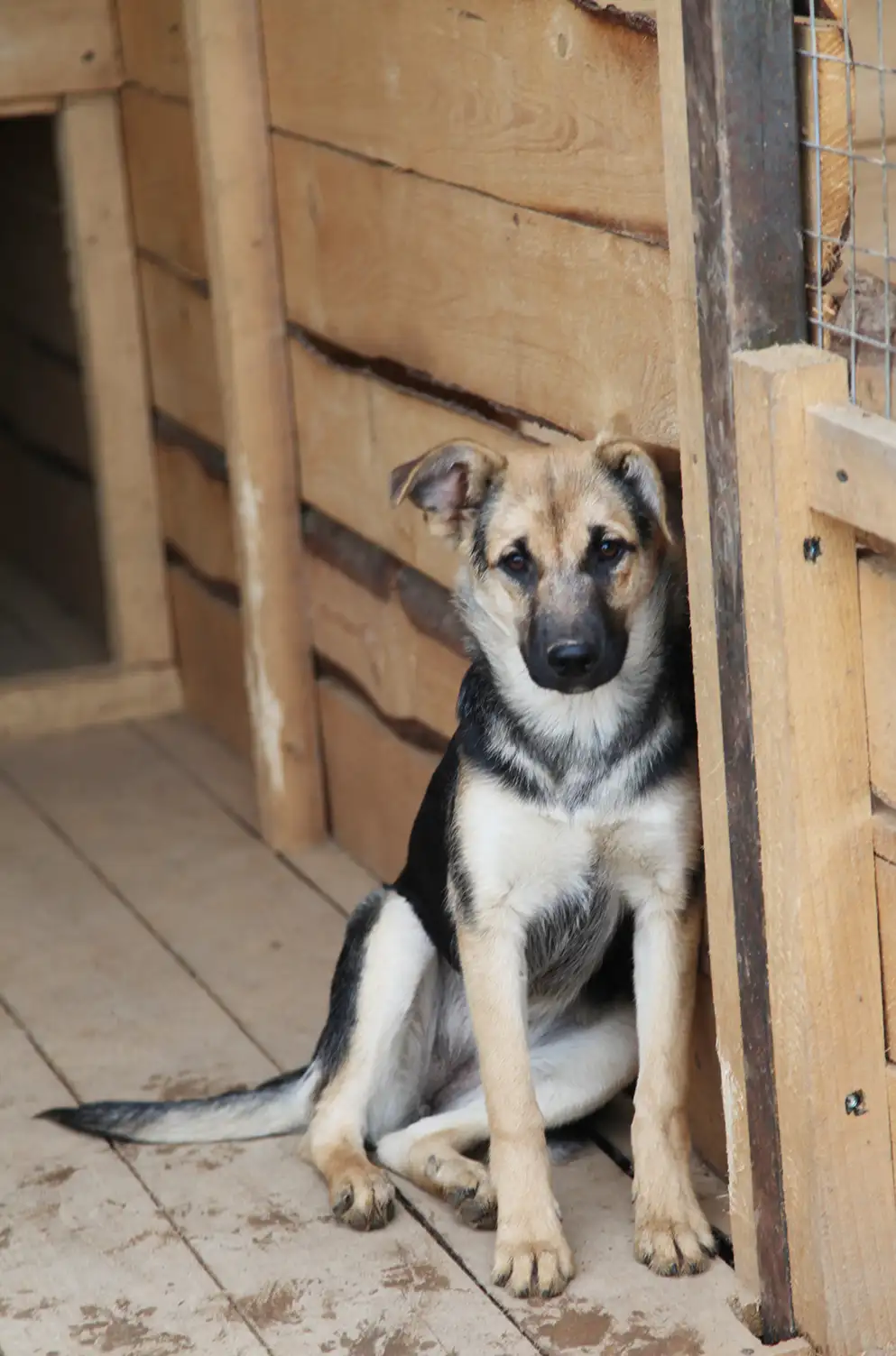 Собака Берца - фото 5