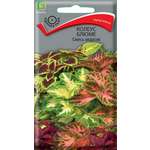 Колеус ПОИСК Блюме Смесь окрасок 0.1г